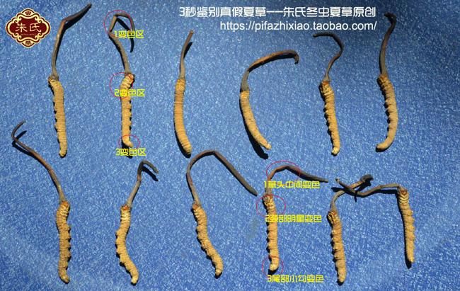 正品冬蟲夏草特征圖片 正品冬蟲夏草特征圖片