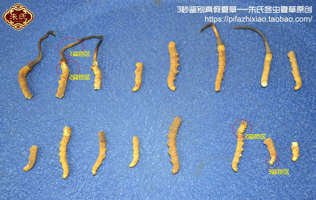 這種冬蟲夏草斷草圖片 這種冬蟲夏草斷草圖片