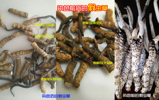 假蟲草亞香棒斷草圖片 假蟲草亞香棒斷草圖片