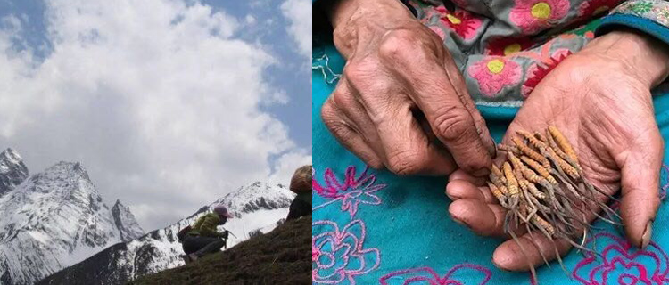 阿壩蟲草圖片 阿壩蟲草圖片