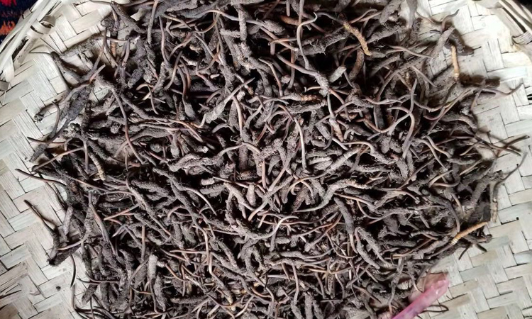 理縣冬蟲(chóng)夏草圖片 理縣冬蟲(chóng)夏草圖片