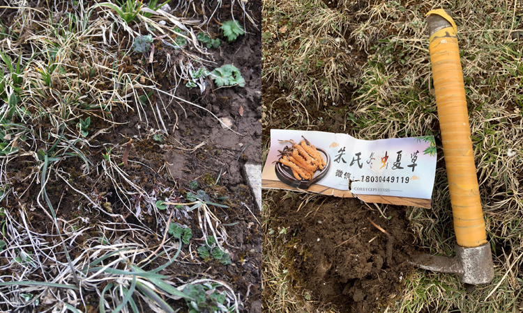 新鮮蟲草長什么樣子 新鮮蟲草長什么樣子