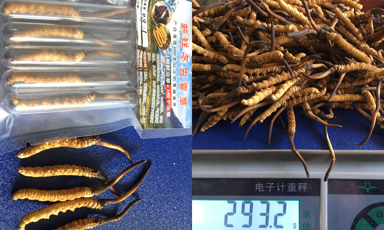 0.9-0.1克一根果洛新鮮蟲草圖片 0.9-0.1克一根果洛新鮮蟲草圖片