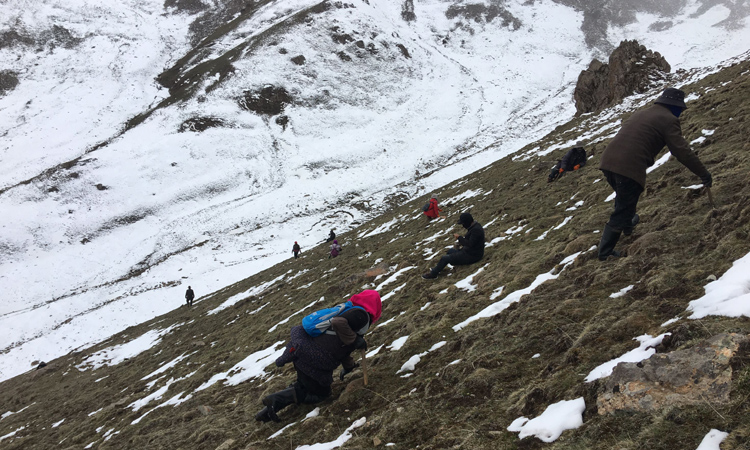 冬蟲夏草采挖圖片