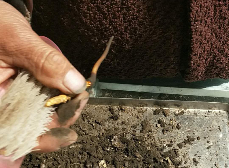 藏族姑娘冬蟲夏草刷土的圖片 藏族姑娘冬蟲夏草刷土的圖片