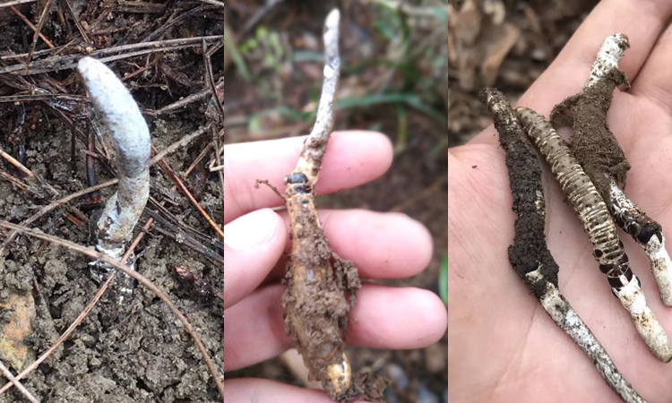 貴州蟲草圖片 貴州蟲草圖片