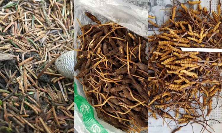 甘南卓尼縣蟲草圖片 甘南卓尼縣蟲草圖片