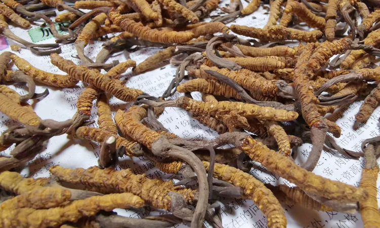 云南德欽梅里雪山蟲草圖片 云南德欽梅里雪山蟲草圖片