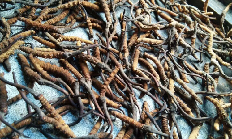 四川阿壩蟲草圖片 四川阿壩蟲草圖片