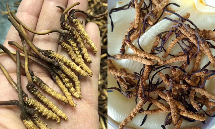 青海祁連山蟲草圖片 青海祁連山蟲草圖片