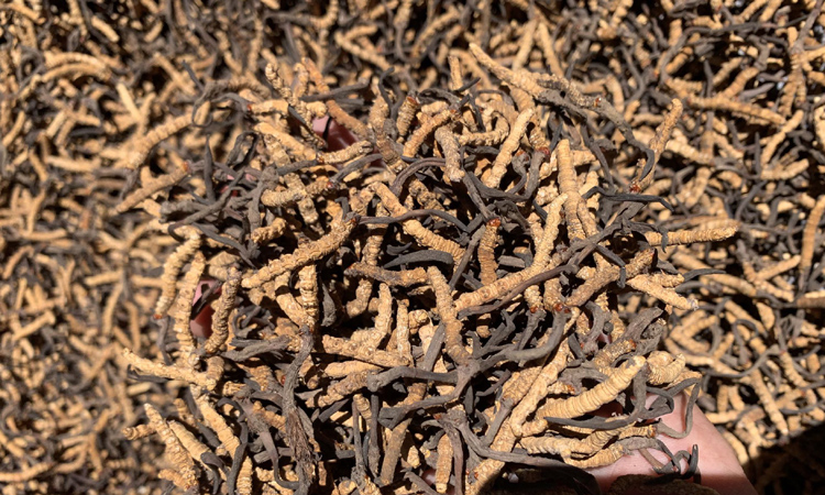 西藏林芝小白冬蟲(chóng)夏草圖片 西藏林芝小白冬蟲(chóng)夏草圖片