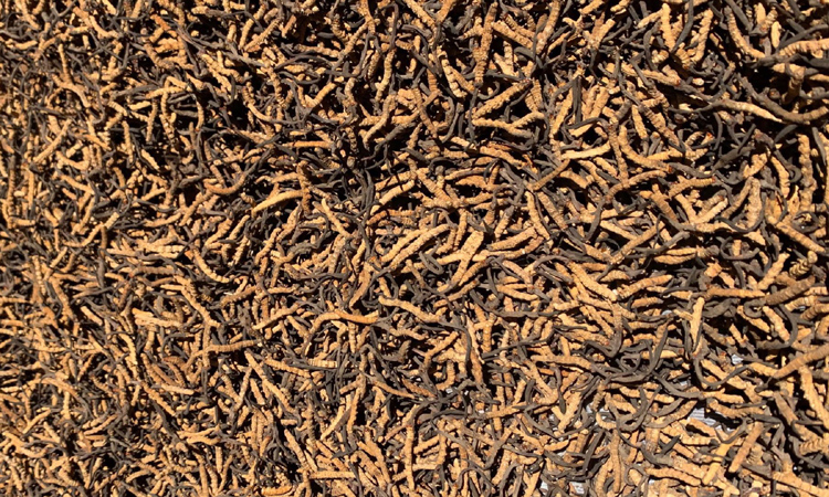 林芝小白冬蟲(chóng)夏草圖片 林芝小白冬蟲(chóng)夏草圖片