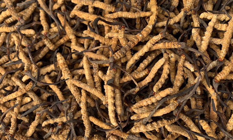 高品質(zhì)林芝蟲(chóng)草圖片 高品質(zhì)林芝蟲(chóng)草圖片