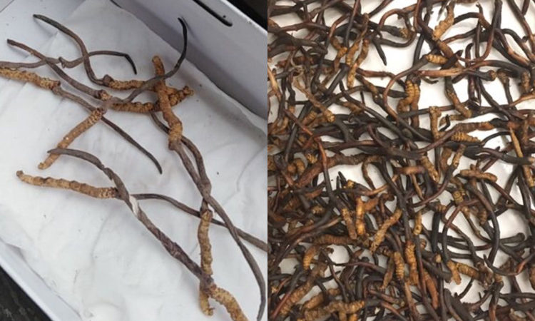 低海拔蟲(chóng)草的尾巴很長(zhǎng) 低海拔蟲(chóng)草的尾巴很長(zhǎng)