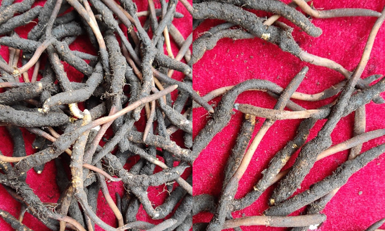 末期草蟲(chóng)草的尾巴很長(zhǎng) 末期草蟲(chóng)草的尾巴很長(zhǎng)