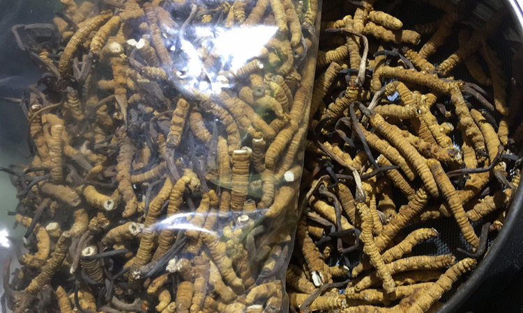 冬蟲(chóng)夏草斷草圖片 冬蟲(chóng)夏草斷草圖片