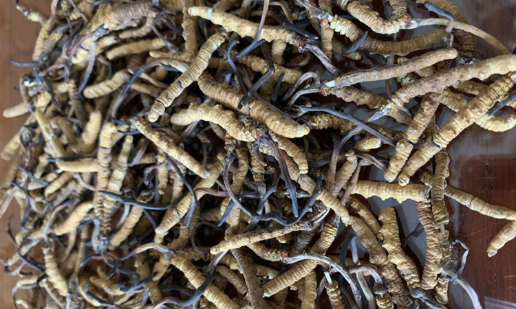 串著竹簽的冬蟲(chóng)夏草斷草圖片 串著竹簽的冬蟲(chóng)夏草斷草圖片