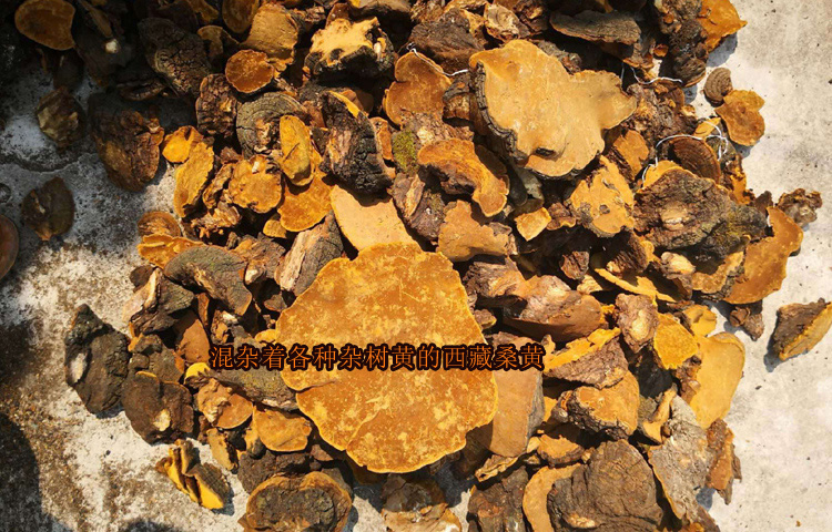 西藏野生桑黃圖片 西藏野生桑黃圖片