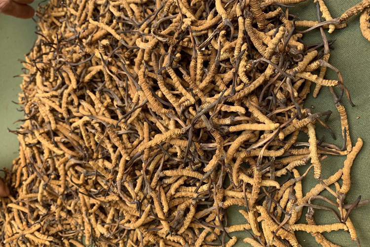 青海玉樹市哈秀鄉冬蟲夏草圖片 青海玉樹市哈秀鄉冬蟲夏草圖片