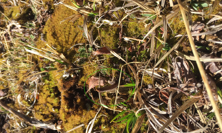 冬蟲夏草夏天葉子圖片