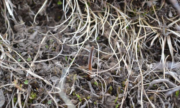冬蟲夏草葉子圖片