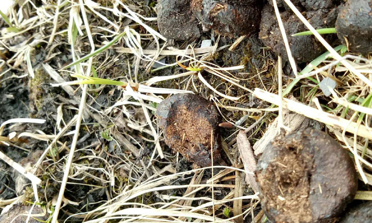 牛糞下的蟲草葉子圖片