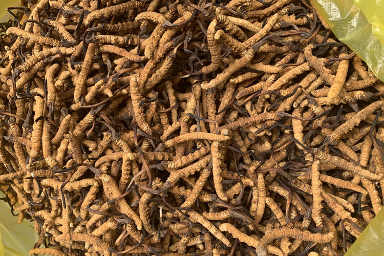 治多縣立新鄉冬蟲夏草圖片 治多縣立新鄉冬蟲夏草圖片