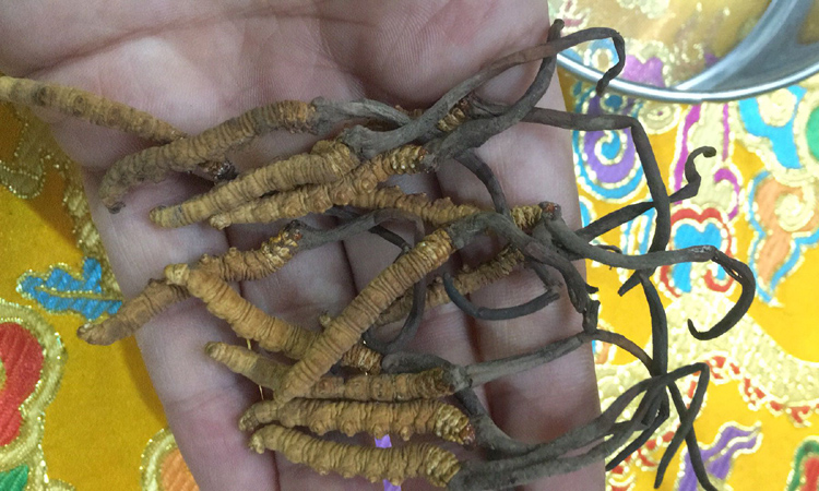 冬蟲夏草顏色發黑的圖片 冬蟲夏草顏色發黑的圖片