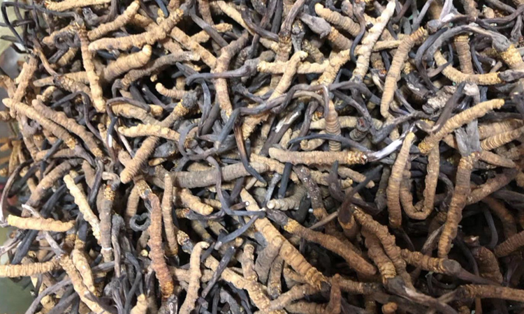 蟲草顏色發黑的圖片 蟲草顏色發黑的圖片