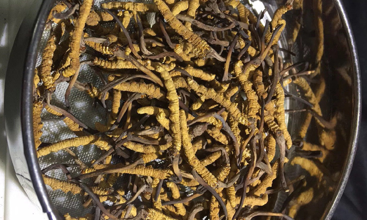 稱多縣蟲草圖片 稱多縣蟲草圖片