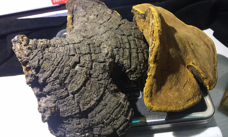 野生桑樹(shù)桑黃圖片 野生桑樹(shù)桑黃圖片