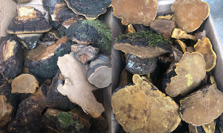 神農(nóng)架野生桑黃圖片