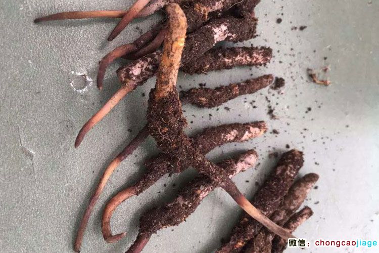 西藏亞東新鮮冬蟲夏草圖片