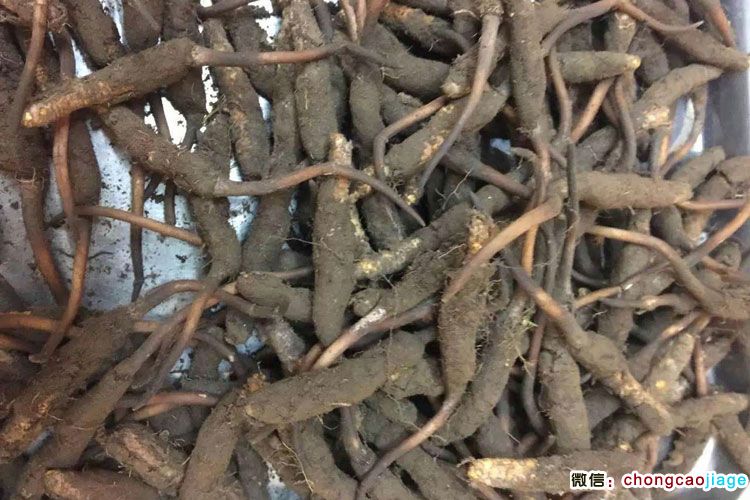 帶泥土的新鮮冬蟲夏草圖片 帶泥土的新鮮冬蟲夏草圖片