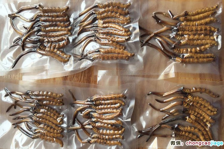 新鮮冬蟲夏草抽真空圖片 新鮮冬蟲夏草抽真空圖片