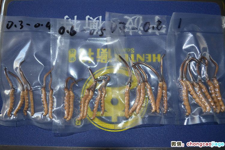 新鮮冬蟲夏草不同大小對比圖片 新鮮冬蟲夏草不同大小對比圖片