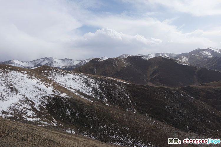 冬蟲夏草生長在雪線附近 冬蟲夏草生長在雪線附近