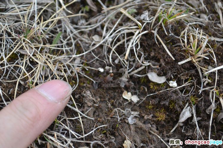 高山草甸中的冬蟲夏草 高山草甸中的冬蟲夏草