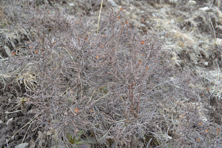 生長冬蟲夏草的高山灌木叢 生長冬蟲夏草的高山灌木叢