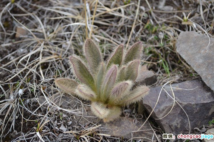 冬蟲夏草生長地附近的高山植物 冬蟲夏草生長地附近的高山植物