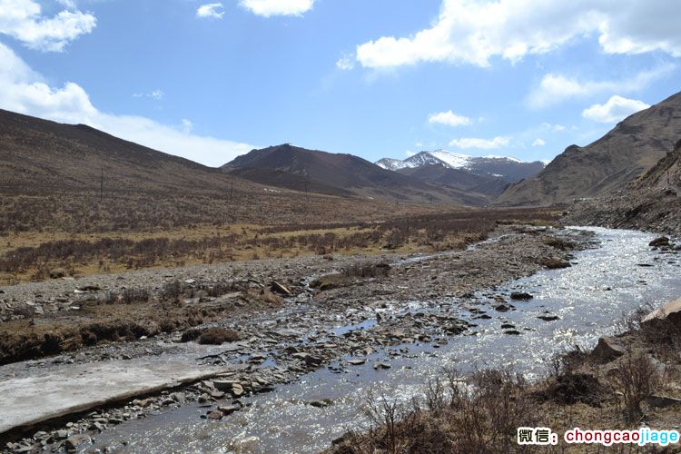 冬蟲夏草生長環境全景圖圖片 冬蟲夏草生長環境全景圖圖片