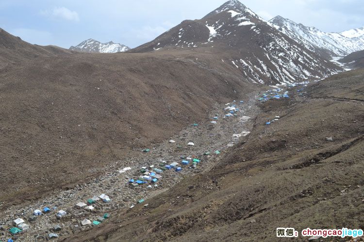 俯瞰蟲草采挖營地中的帳篷 俯瞰蟲草采挖營地中的帳篷