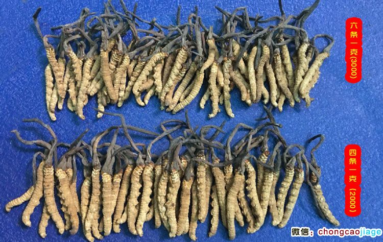 3000條和2000條的冬蟲夏草大小區(qū)別圖片 3000條和2000條的冬蟲夏草大小區(qū)別圖片