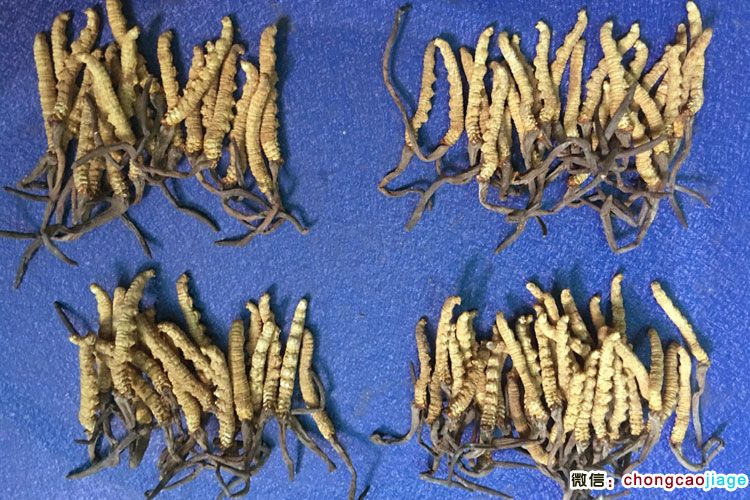 4條1克和6條1克冬蟲夏草大小對比圖片 4條1克和6條1克冬蟲夏草大小對比圖片