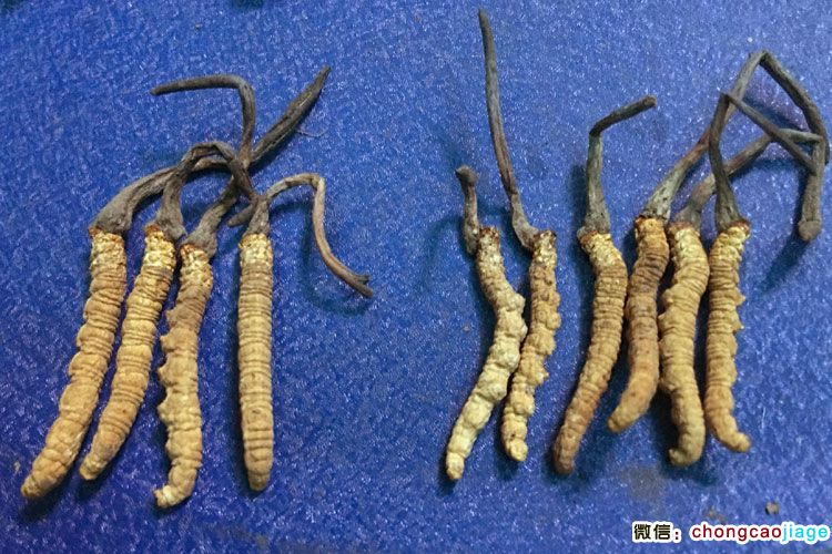 6根1克蟲草和4根1克蟲草大小對比圖片 6根1克蟲草和4根1克蟲草大小對比圖片