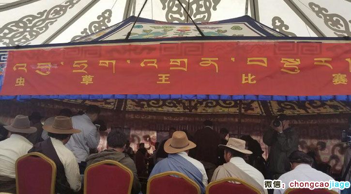 那曲蟲草王比賽 那曲蟲草王比賽