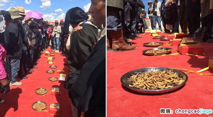 那曲蟲草王比賽現場圖片 那曲蟲草王比賽現場圖片