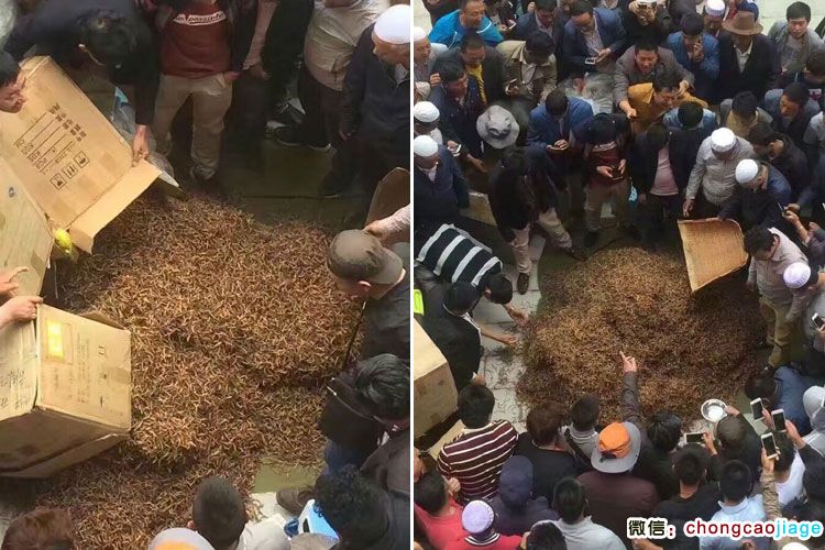 冬蟲夏草大宗交易現(xiàn)場圖片 冬蟲夏草大宗交易現(xiàn)場圖片