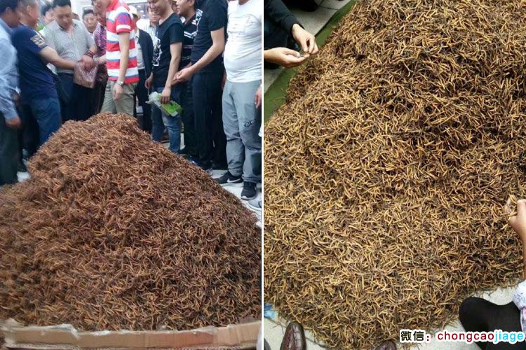 蟲草堆成山的圖片 蟲草堆成山的圖片