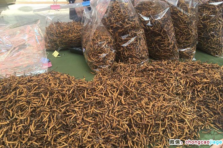價值近5000萬的冬蟲夏草圖片 價值近5000萬的冬蟲夏草圖片